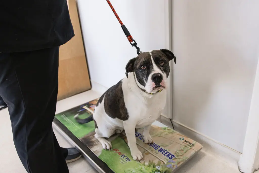 Dog having its weight checked during a veterinary visit at Walkersville Veterinary Clinic.