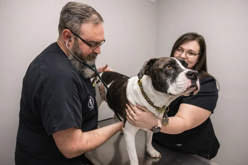 Dog receiving a wellness exam from the veterinary team at Walkersville Veterinary Clinic.